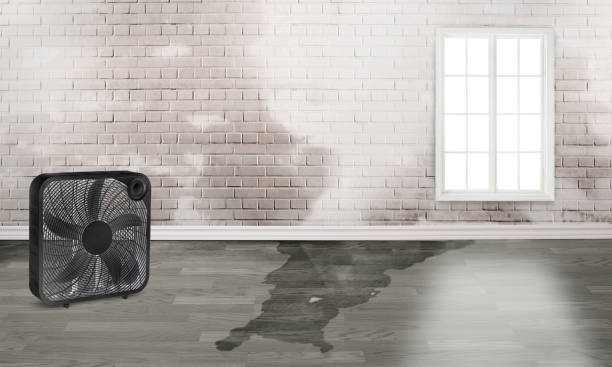 Best Flood restoration services  in Indianola, WA